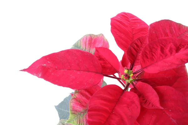 Červená vánoční hvězda strom izolovaných na bílém pozadí — Stock fotografie