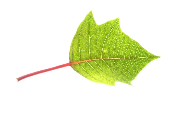 Grünes Blatt des Weihnachtssterns Weihnachtsbaum isoliert — Stockfoto