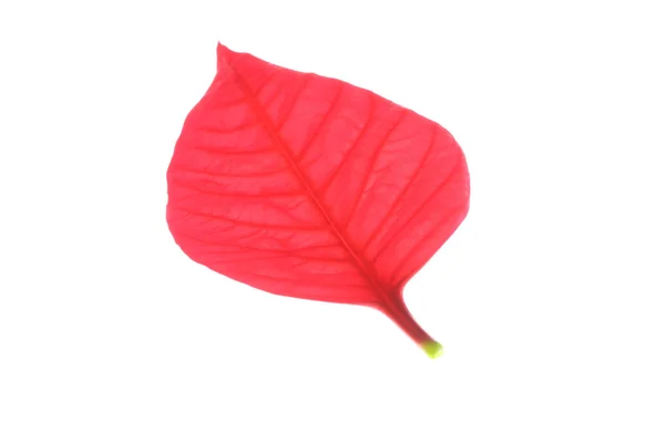 Feuille rouge de poinsettia arbre de Noël — Photo