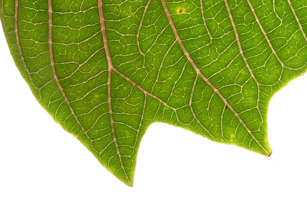 Зеленый лист пуансеттии рождественской елки изолирован — стоковое фото