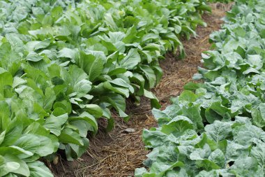 yeşil salata sebze hydroponic ekimi