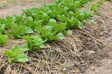 yeşil salata sebze hydroponic ekimi