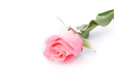 Beyaz arkaplanda pembe gül çiçeği