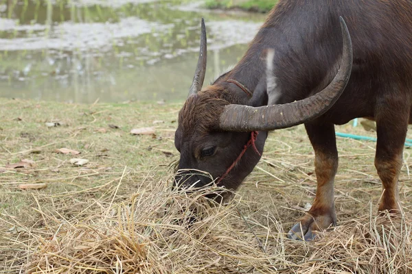 Zwarte buffalo eten in boerderij — Stockfoto