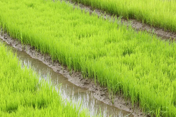 Landbouw van kleine rijst stronk in gecultiveerd gebied — Stockfoto