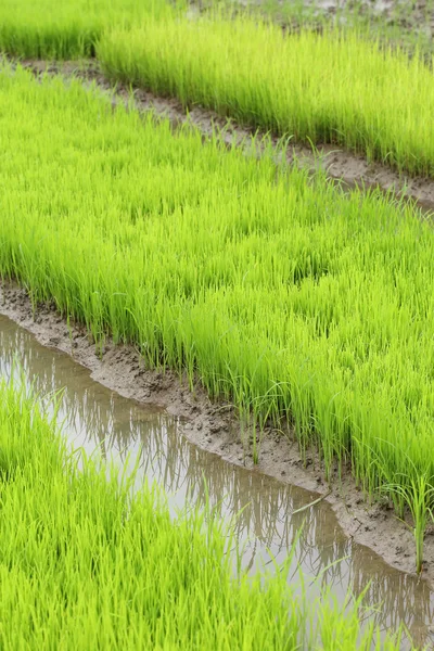 Landbouw van kleine rijst stronk in gecultiveerd gebied — Stockfoto