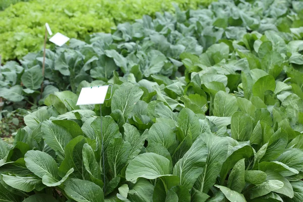 Green lettuce vegetable of hydroponic cultivation — Stock Photo, Image