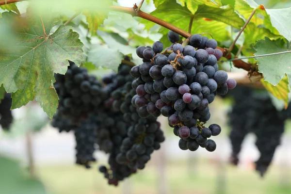 Uva fruta na viticultura agrícola da agricultura — Fotografia de Stock