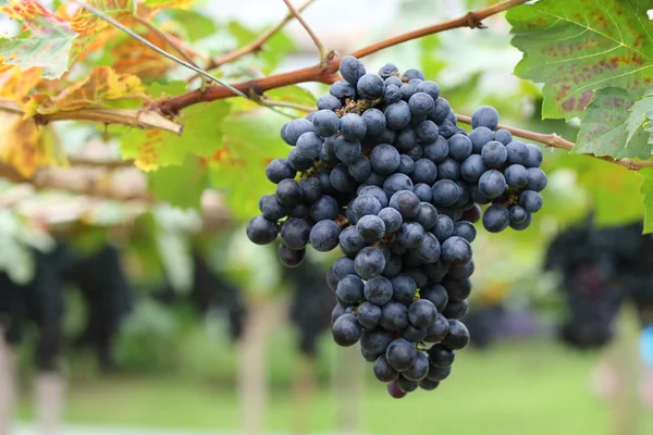 Uvas frutas en la viticultura agrícola —  Fotos de Stock