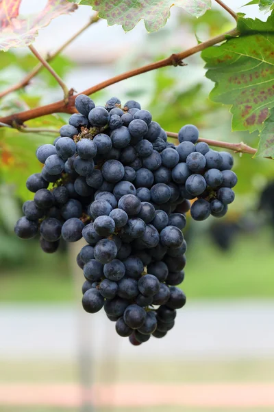 Grapes fruit in farm viticulture of agricultural — Stock Photo, Image