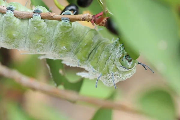 หนอนสีเขียวกินใบไม้บนต้นไม้ — ภาพถ่ายสต็อก