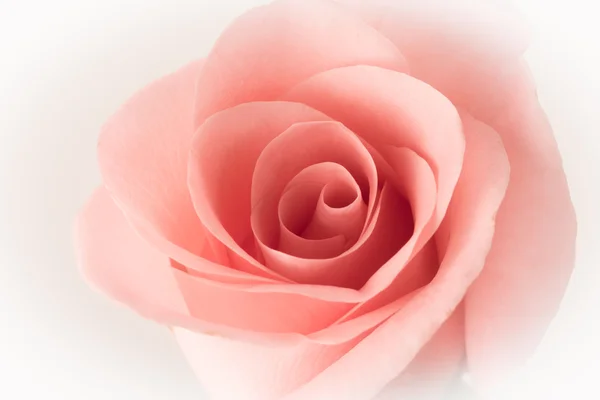 Roze bloem boeket vintage achtergrond — Stockfoto