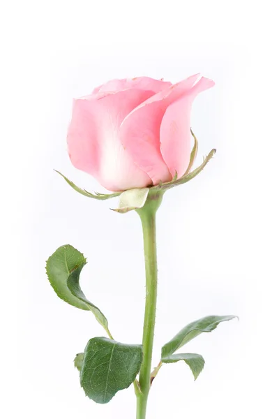 Розовый цветок розы на белом фоне — стоковое фото