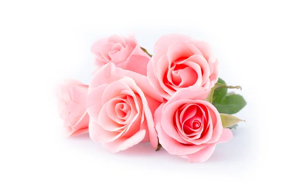 Pink rose flower on white background — Stock Photo, Image