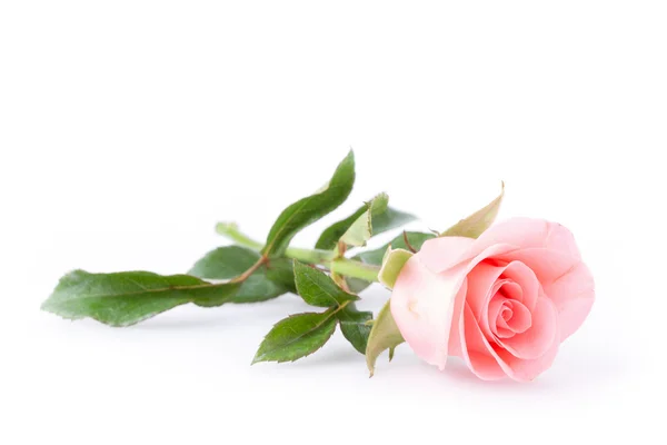 Rosa rosa flor no fundo branco — Fotografia de Stock