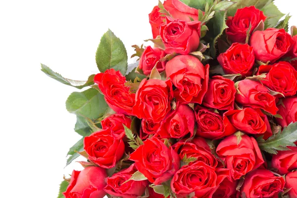 Rote Rose Blume auf weißem Hintergrund — Stockfoto