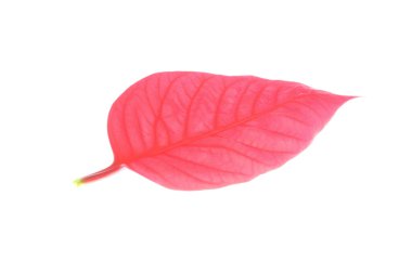 Atatürk çiçeği Noel ağacının kırmızı yaprak