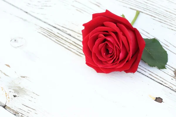 木材白色背景上的红色玫瑰花朵 — 图库照片