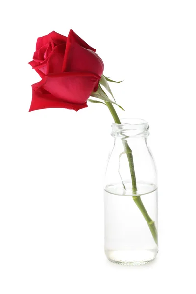 Czerwony kwiat róży w szklanym wazonie na białym tle — Zdjęcie stockowe