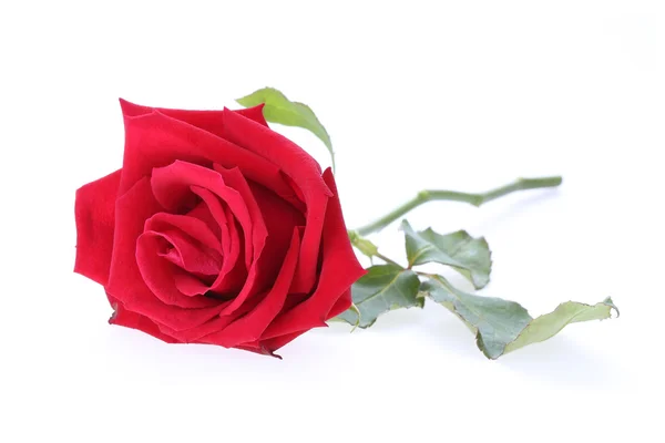 Rote Rose Blume isoliert auf weißem Hintergrund — Stockfoto