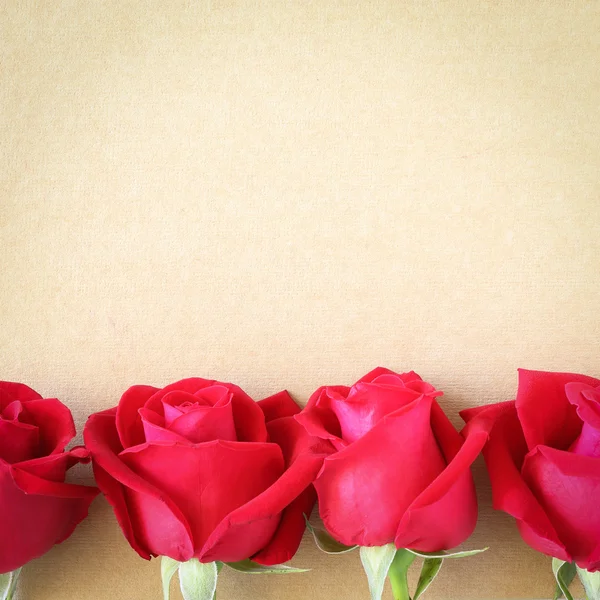 Red rose flower on blank paper page for creative — Stock Photo, Image