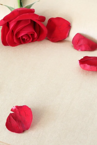 Red rose flower on blank paper page for creative — Stock Photo, Image