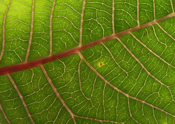 Sfondo foglia verde texture di albero di Natale poinsettia — Foto Stock