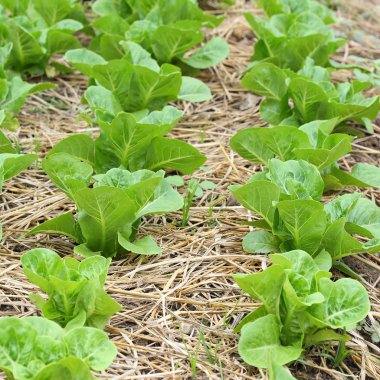 yeşil salata sebze hydroponic ekimi