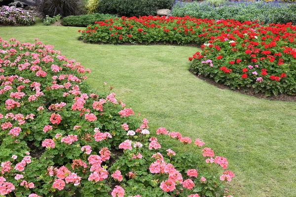 緑の芝生の庭でピンク色の花 — ストック写真