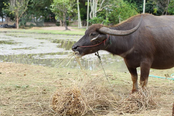 Zwarte buffalo eten in boerderij — Stockfoto