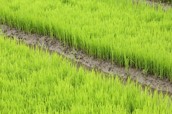 Сельское хозяйство мелкой ростки риса на посевной площади — стоковое фото