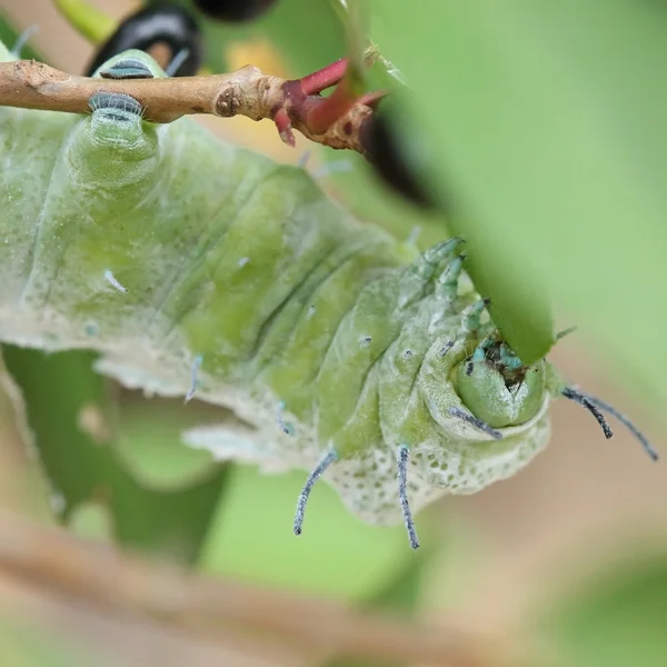 หนอนสีเขียวกินใบไม้บนต้นไม้ — ภาพถ่ายสต็อก