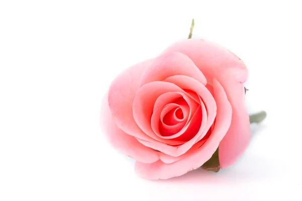 Beyaz arkaplanda pembe gül çiçeği — Stok fotoğraf