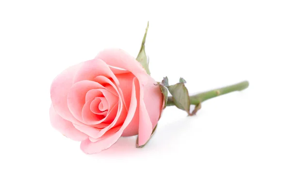 Rosa rosa fiore su sfondo bianco — Foto Stock