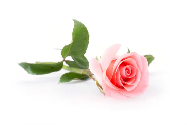 Pink rose flower on white background — Stock Photo, Image
