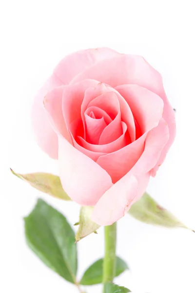 Rosa ros blomma på vit bakgrund — Stockfoto