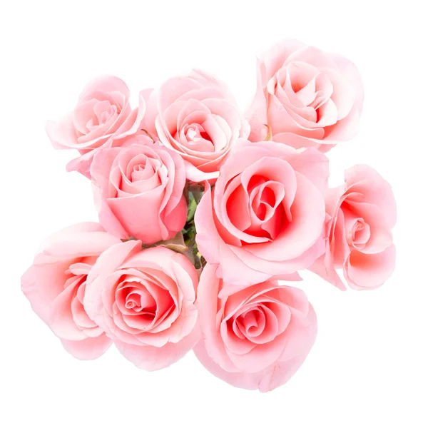 Pink rose flower on white background — Stock Photo, Image