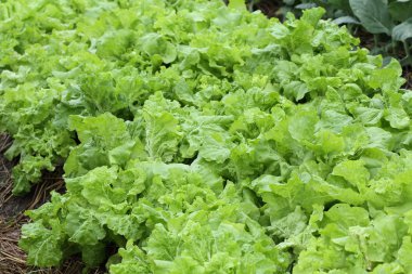 yeşil salata sebze hydroponic ekimi