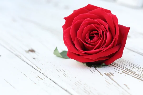 Rose rouge fleur sur fond de bois blanc — Photo