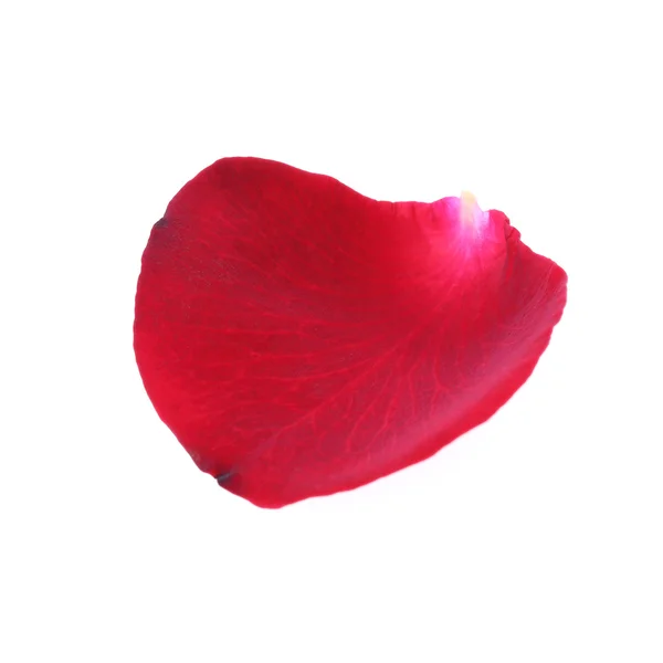 Petal red rose flower isolated on white background — Stock Photo, Image