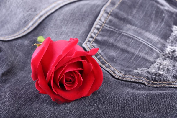 Röd ros blomma på svarta jeans denim konsistens — Stockfoto