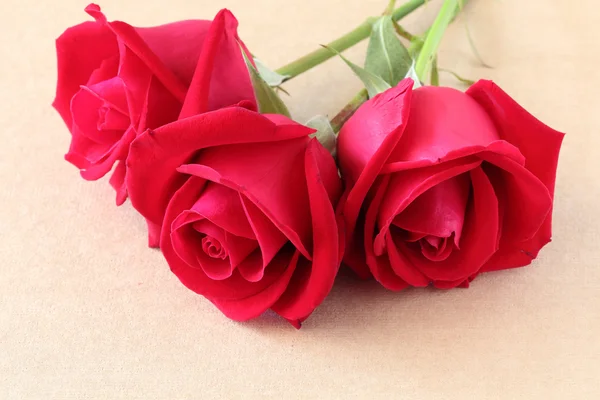 Üres papír lapon a creative piros rózsa virág — Stock Fotó