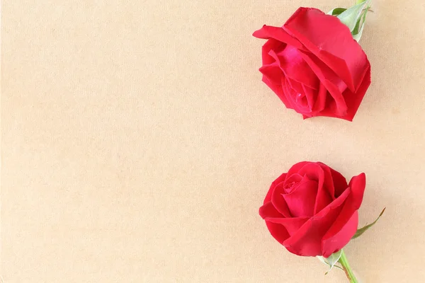 Rosa roja en la página de papel en blanco para creativo —  Fotos de Stock