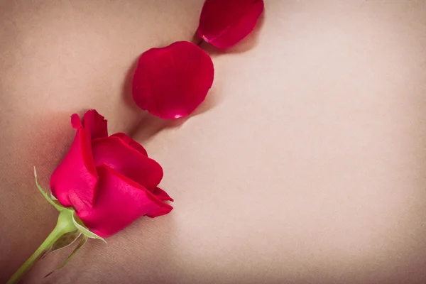 Rote Rose Blume auf leerer Papierseite für kreative — Stockfoto