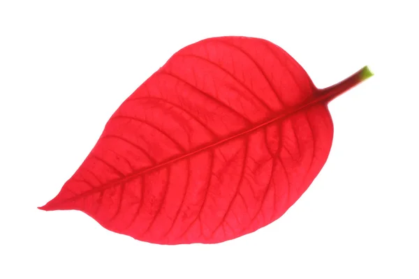 Folha vermelha da árvore de natal poinsettia — Fotografia de Stock