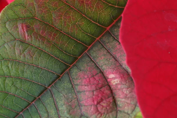 Hoja roja y verde del árbol de la poinsettia — Foto de Stock