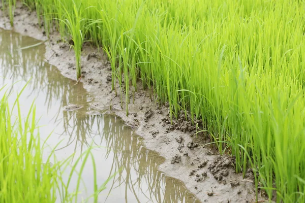 Landbouw van kleine rijst stronk in gecultiveerd gebied — Stockfoto