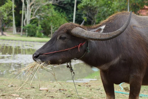 Zwarte buffalo eten in boerderij — Stockfoto