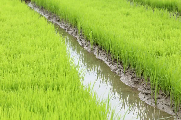 Сельское хозяйство мелкой ростки риса на посевной площади — стоковое фото