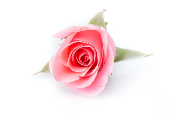 Pink rose flower on white background — Stock Photo, Image